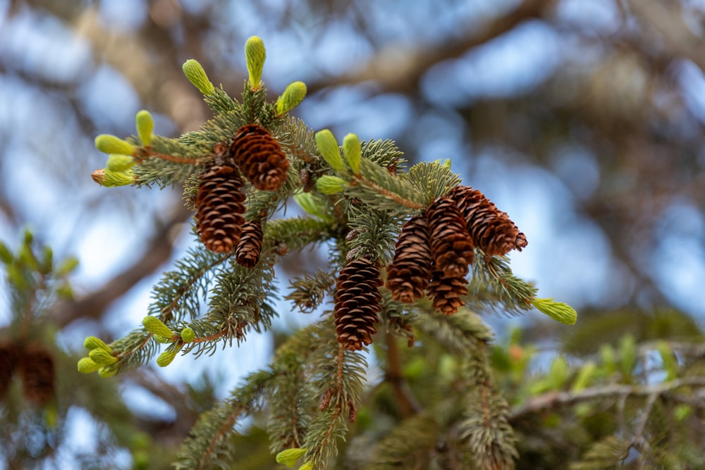 some pine cones are hanging from a tree