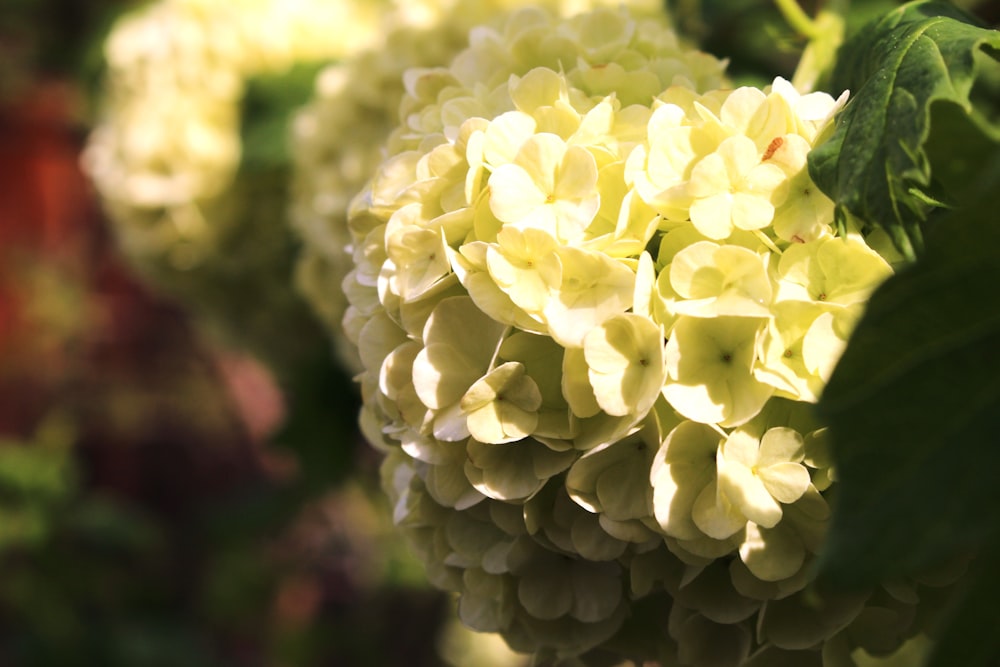 a close up of a bunch of white flowers