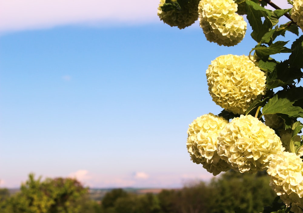 a bush of yellow flowers with a blue sky in the background