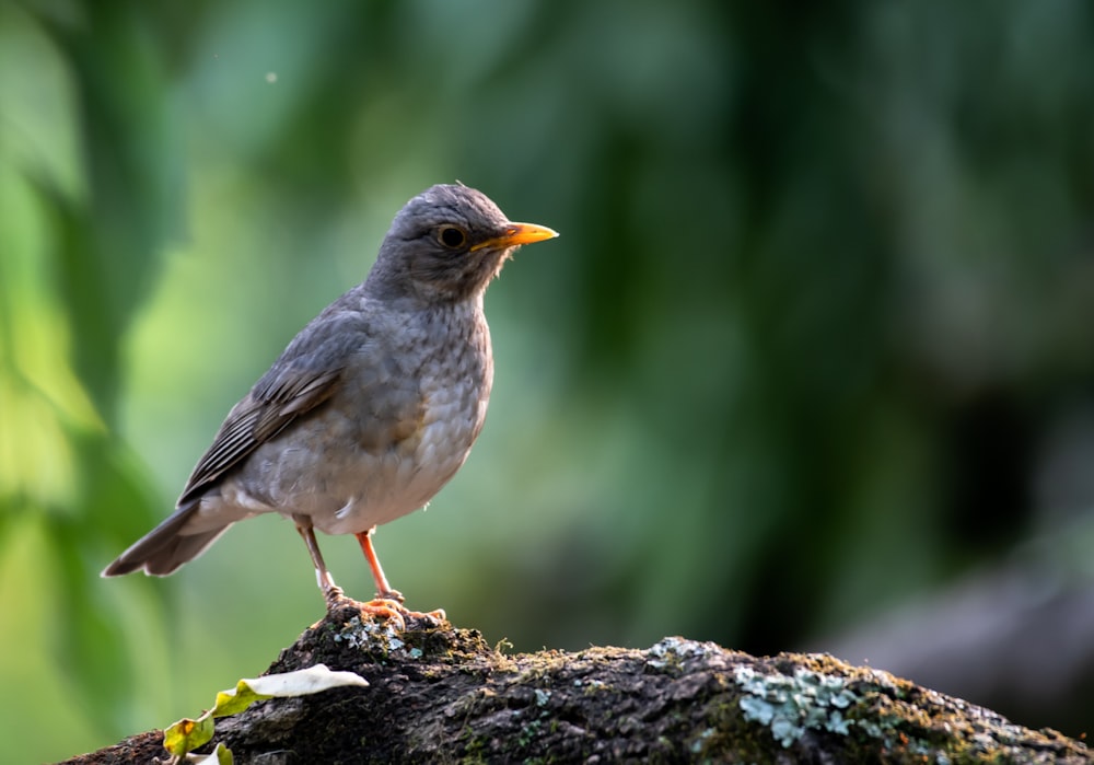 un pequeño pájaro sentado en la parte superior de la rama de un árbol