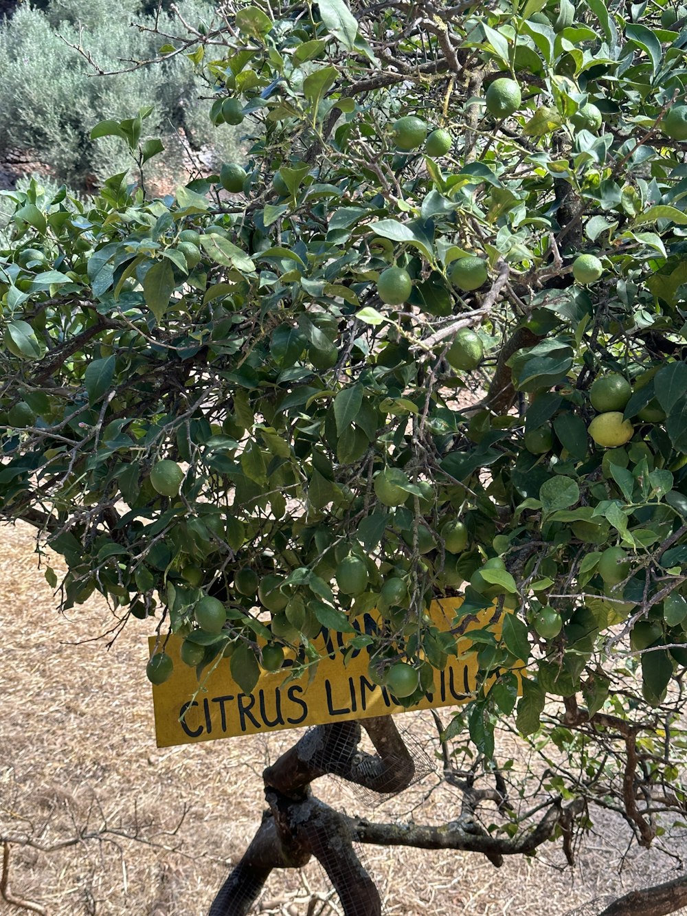 a sign that is hanging from a tree