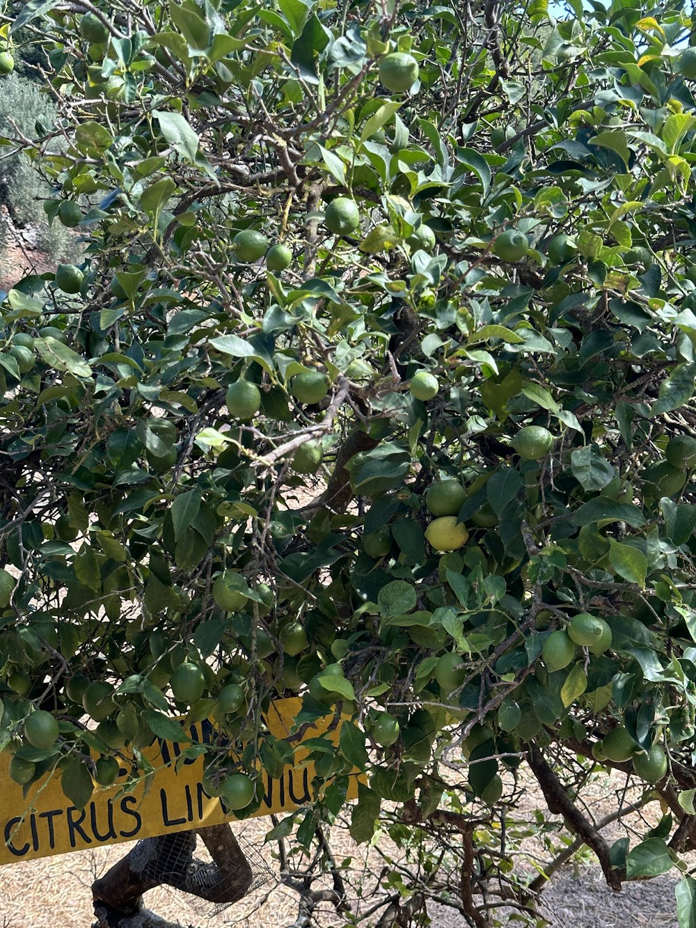 a tree with a sign hanging from it's branches