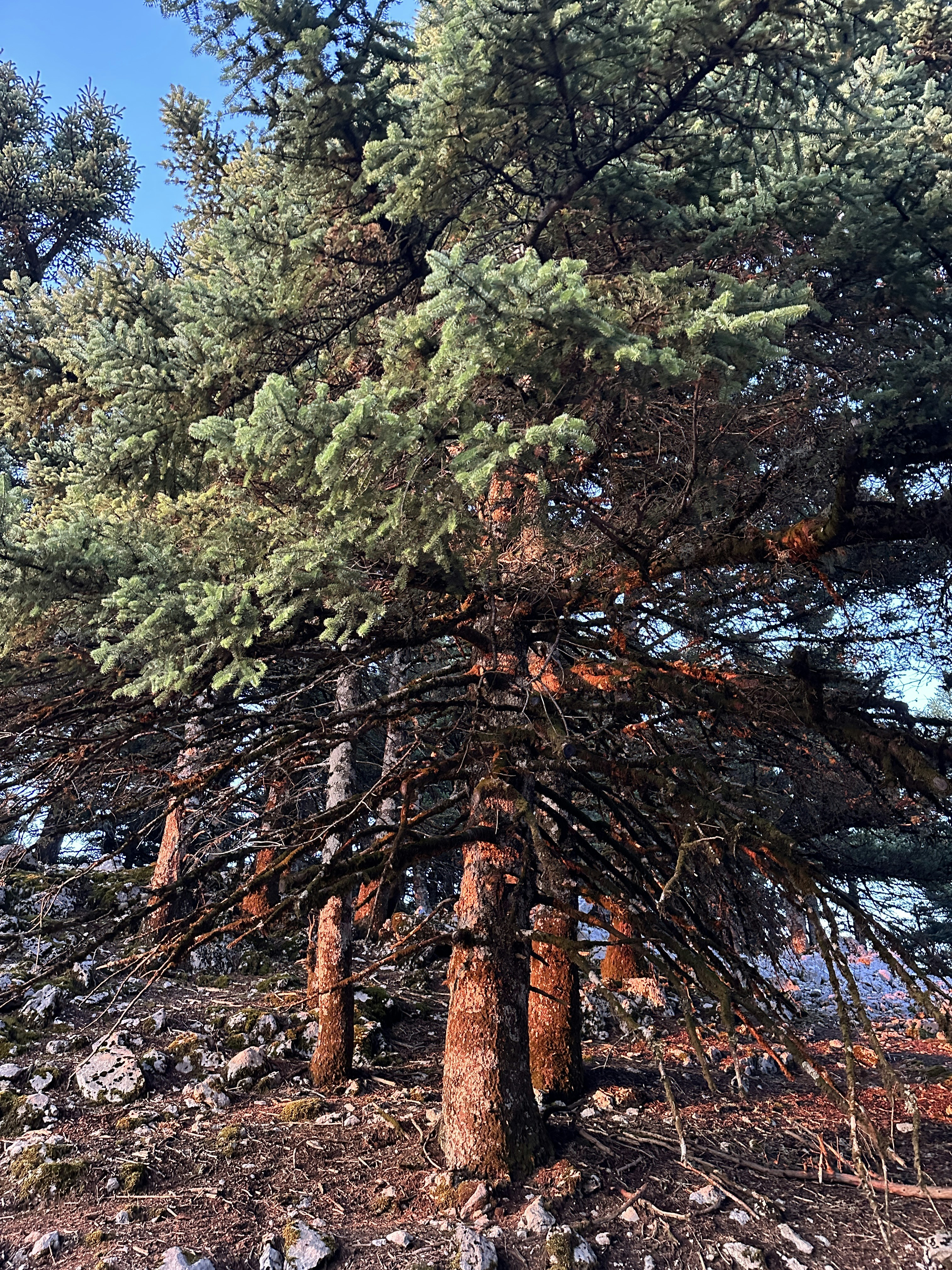 a group of trees that are standing in the dirt
