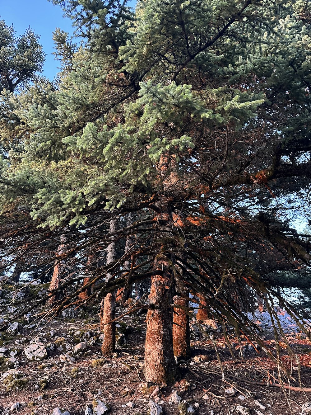 a group of trees that are standing in the dirt