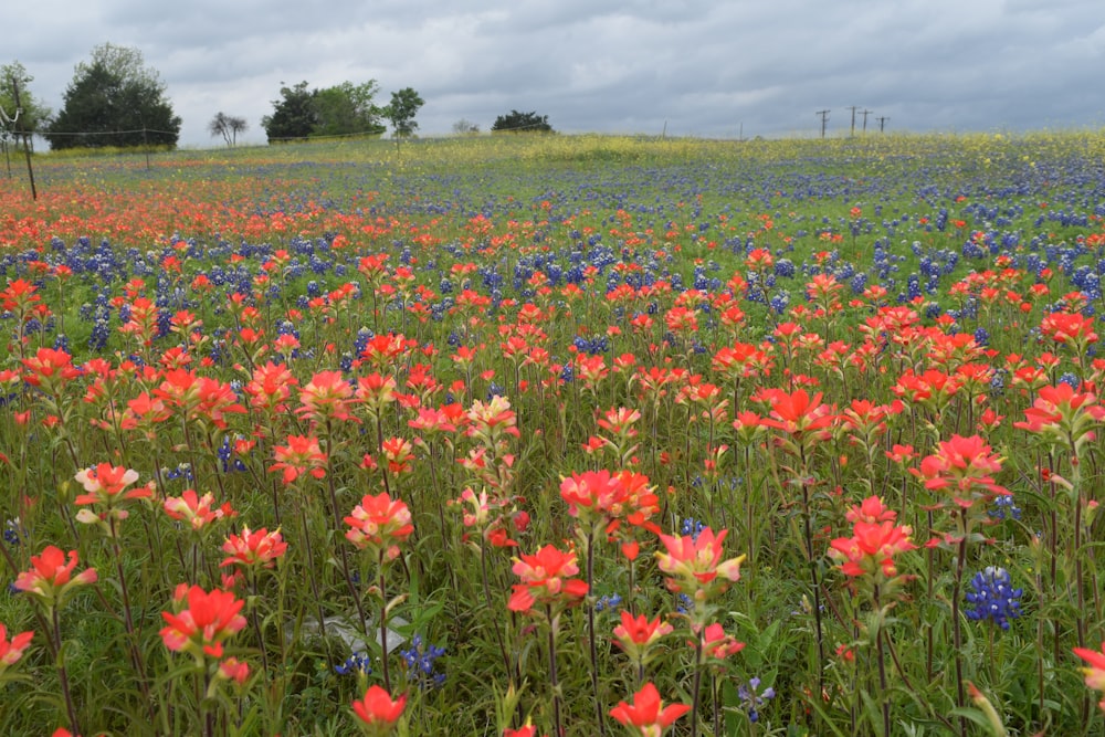 a field full of red, white and blue flowers