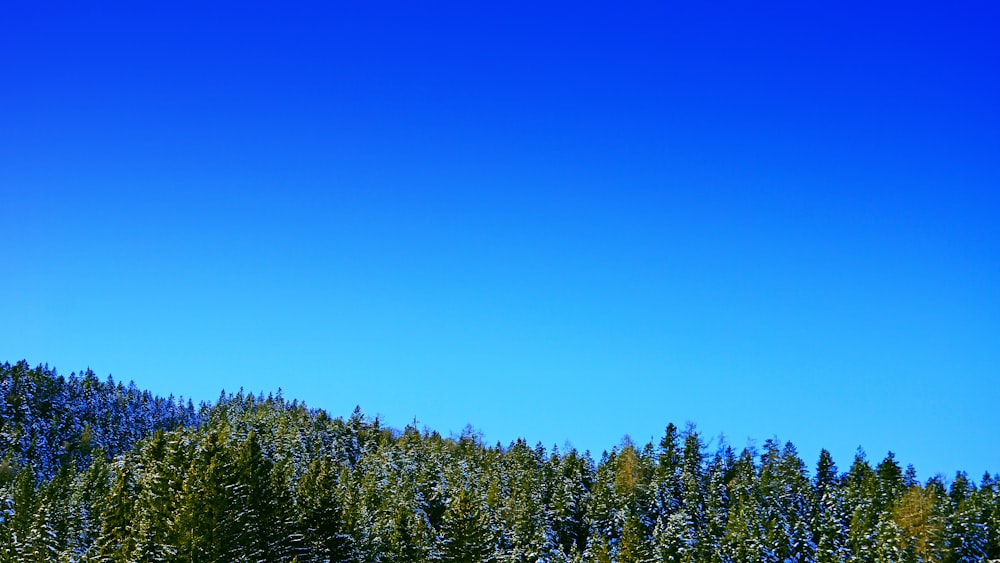 a group of trees that are standing in the grass