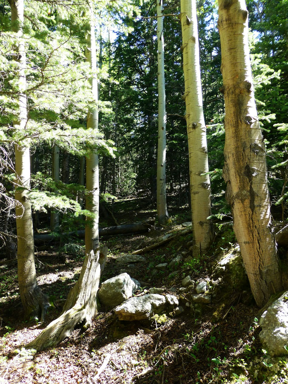 a group of trees that are in the woods