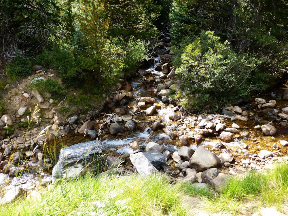 a stream running through a lush green forest