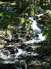 a stream of water running through a forest
