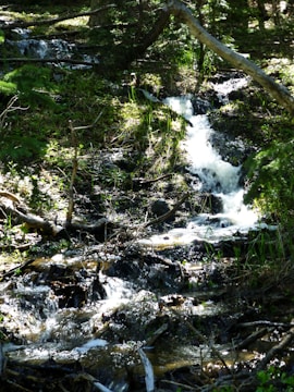 a stream of water running through a forest