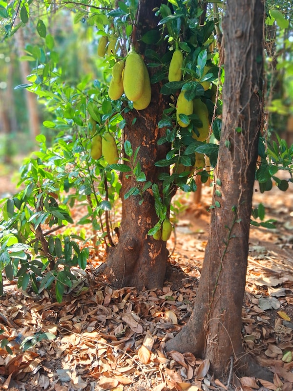 A tree with a bunch of fruit growing on it