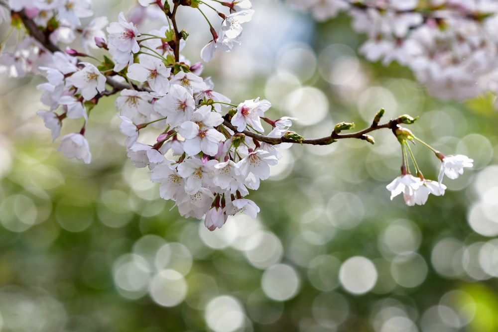 une branche d’arbre à fleurs blanches