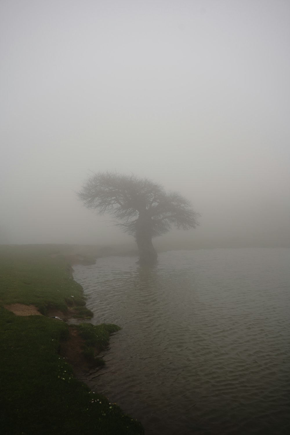 a lone tree in the middle of a body of water