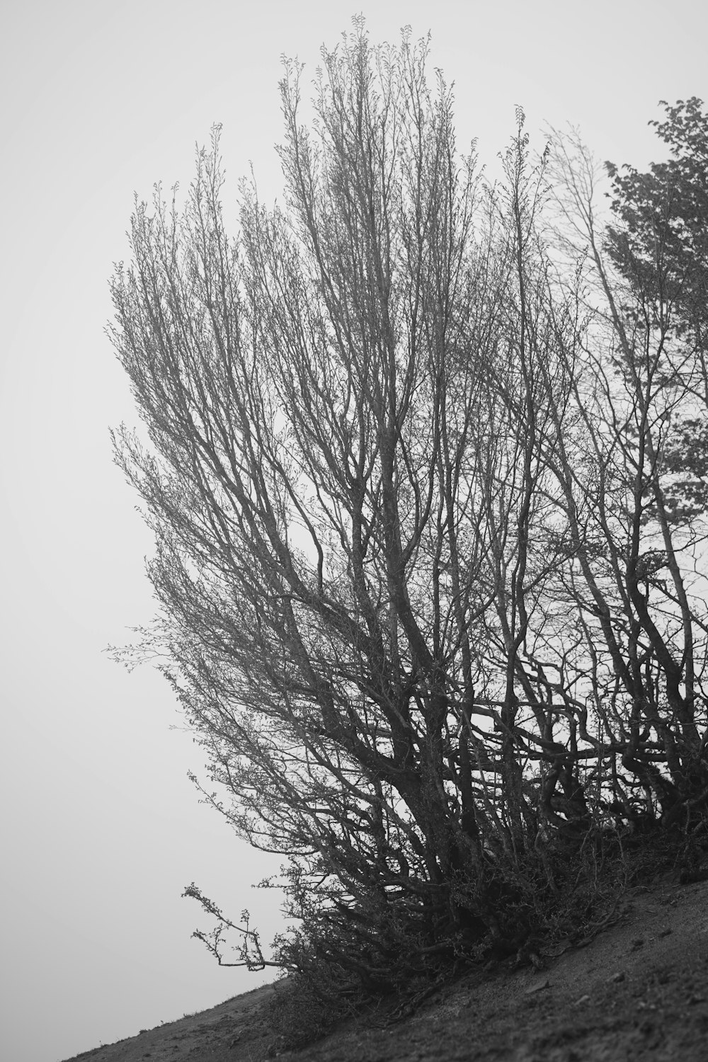 a black and white photo of a tree on a hill