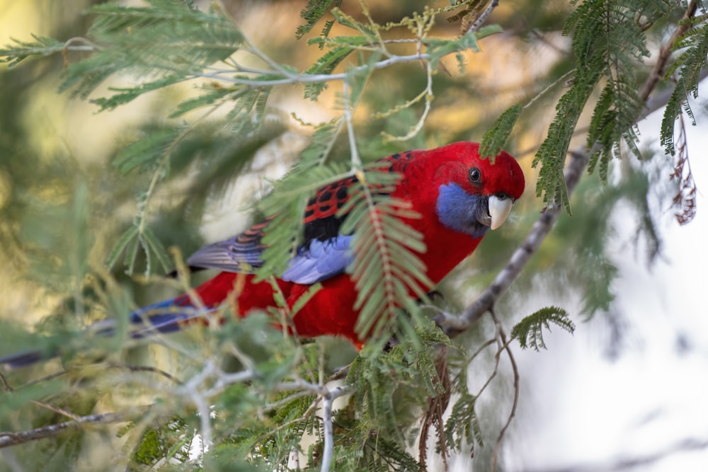 a red bird perched on a branch of a tree