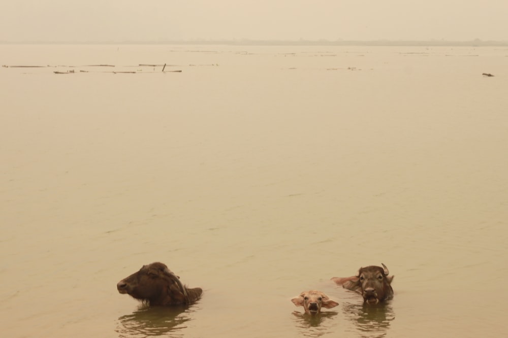 a group of cows wading in a body of water