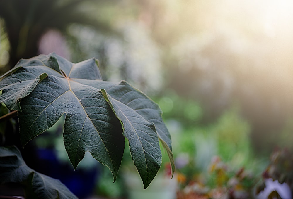 a close up of a green leaf on a plant