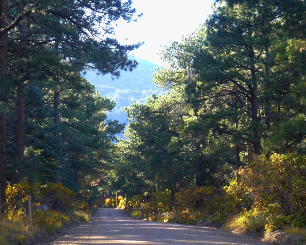 an empty road surrounded by trees and mountains