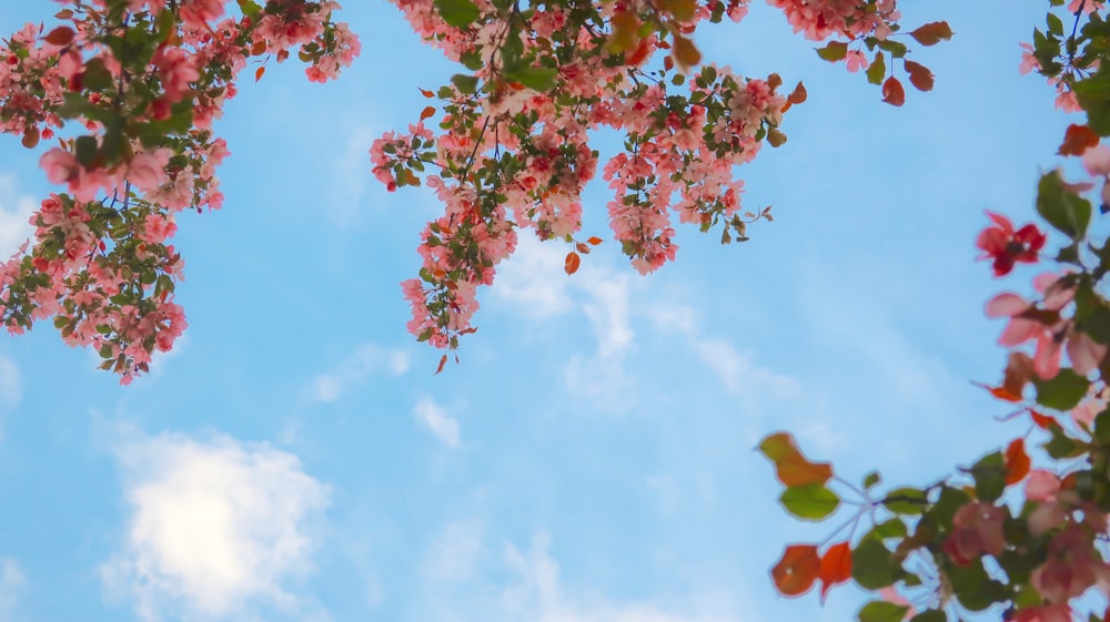 pink flowers are blooming on the branches of a tree