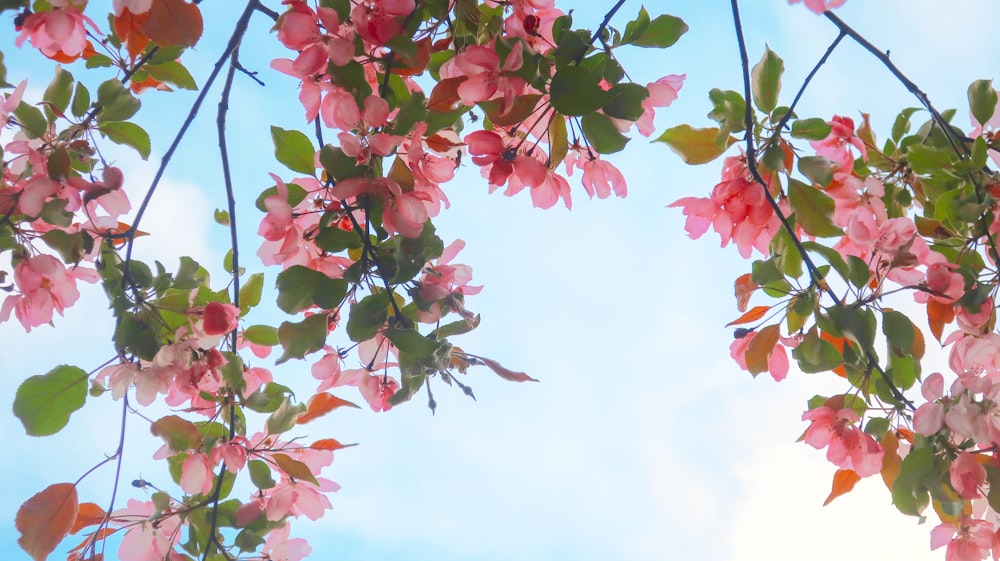 pink flowers are blooming on the branches of a tree