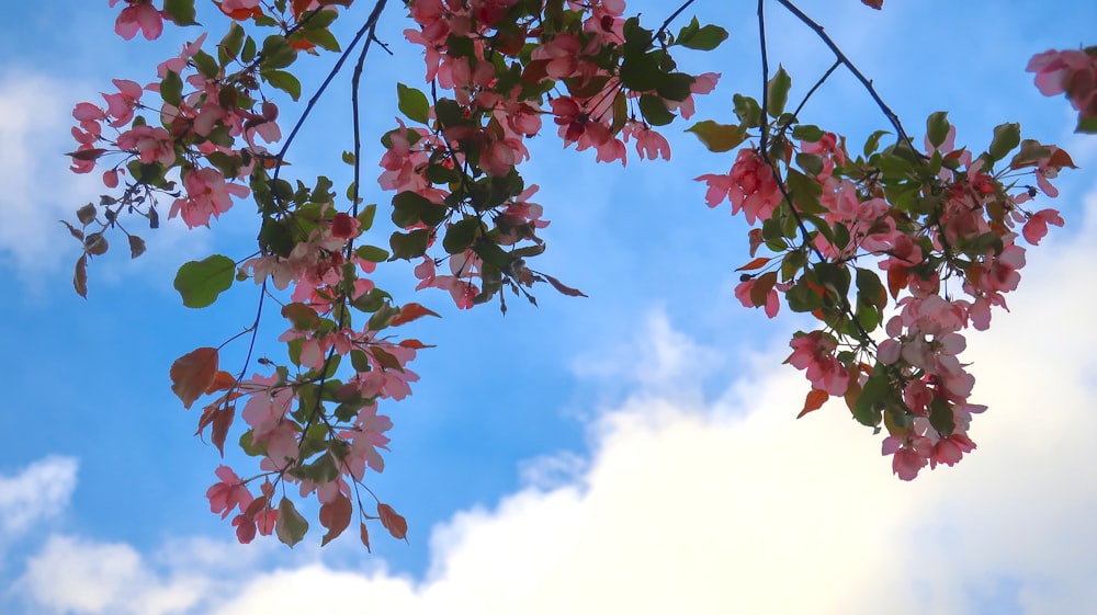 a tree branch with pink flowers against a blue sky