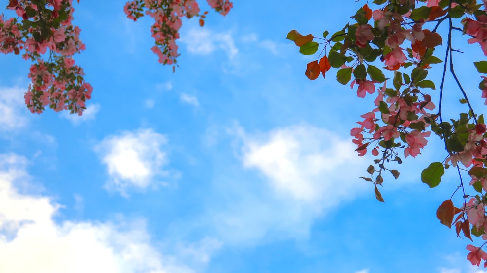 a blue sky with clouds and pink flowers