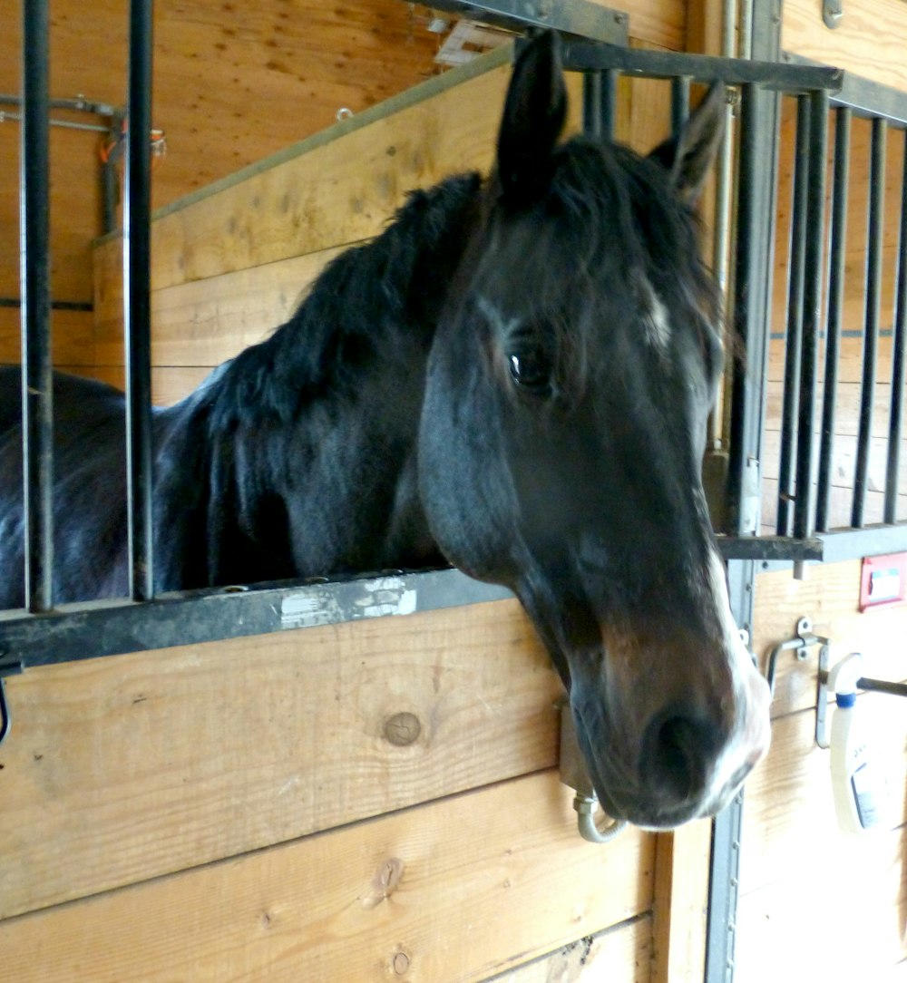 a black horse in a stable looking out of a gate