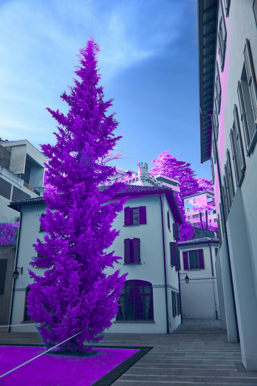 a purple tree in front of a white building