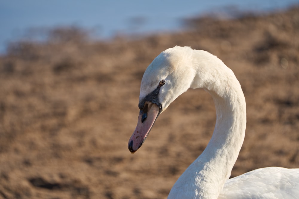 a close up of a white swan near a body of water