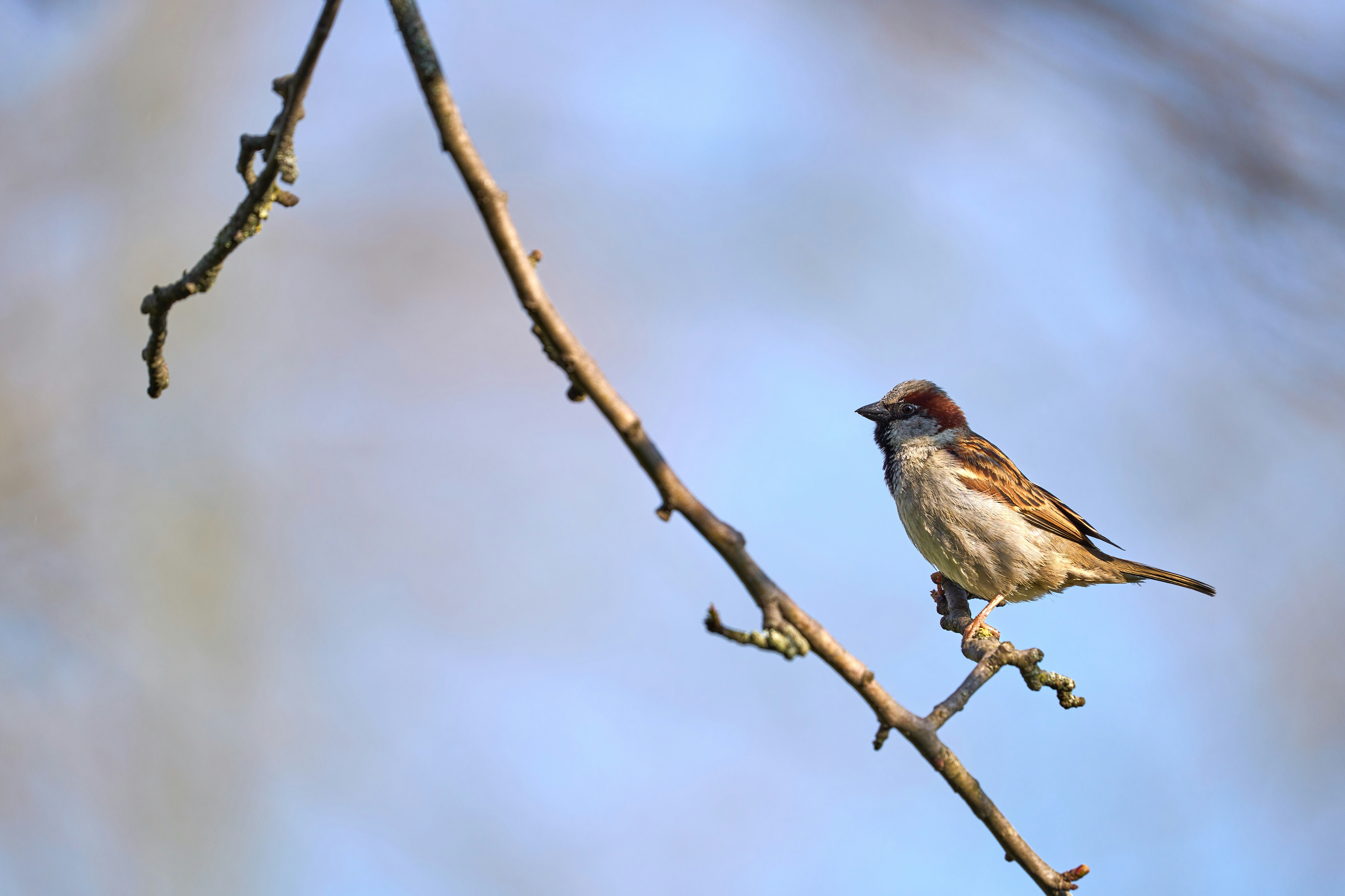 Photo by wolfgang_hasselmann