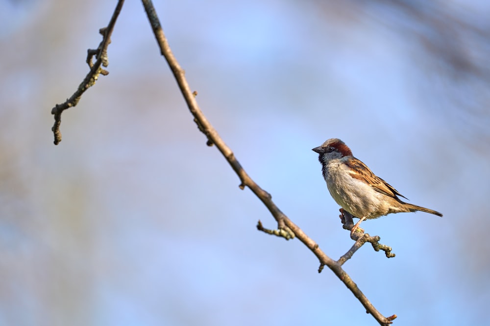 a bird sitting on a branch of a tree