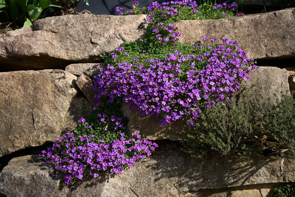 a bunch of purple flowers growing out of some rocks