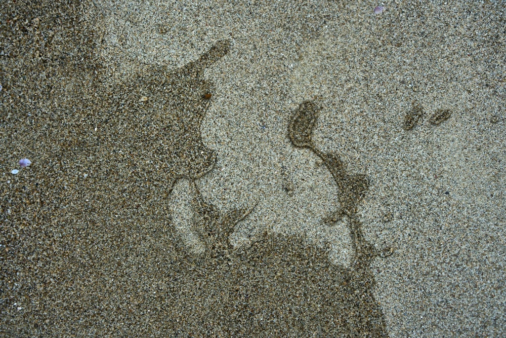 a dog paw prints in the sand on a beach