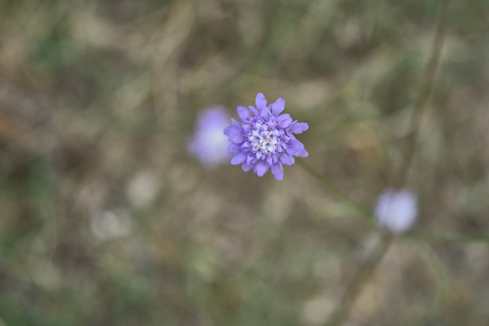 a small purple flower in a field of grass
