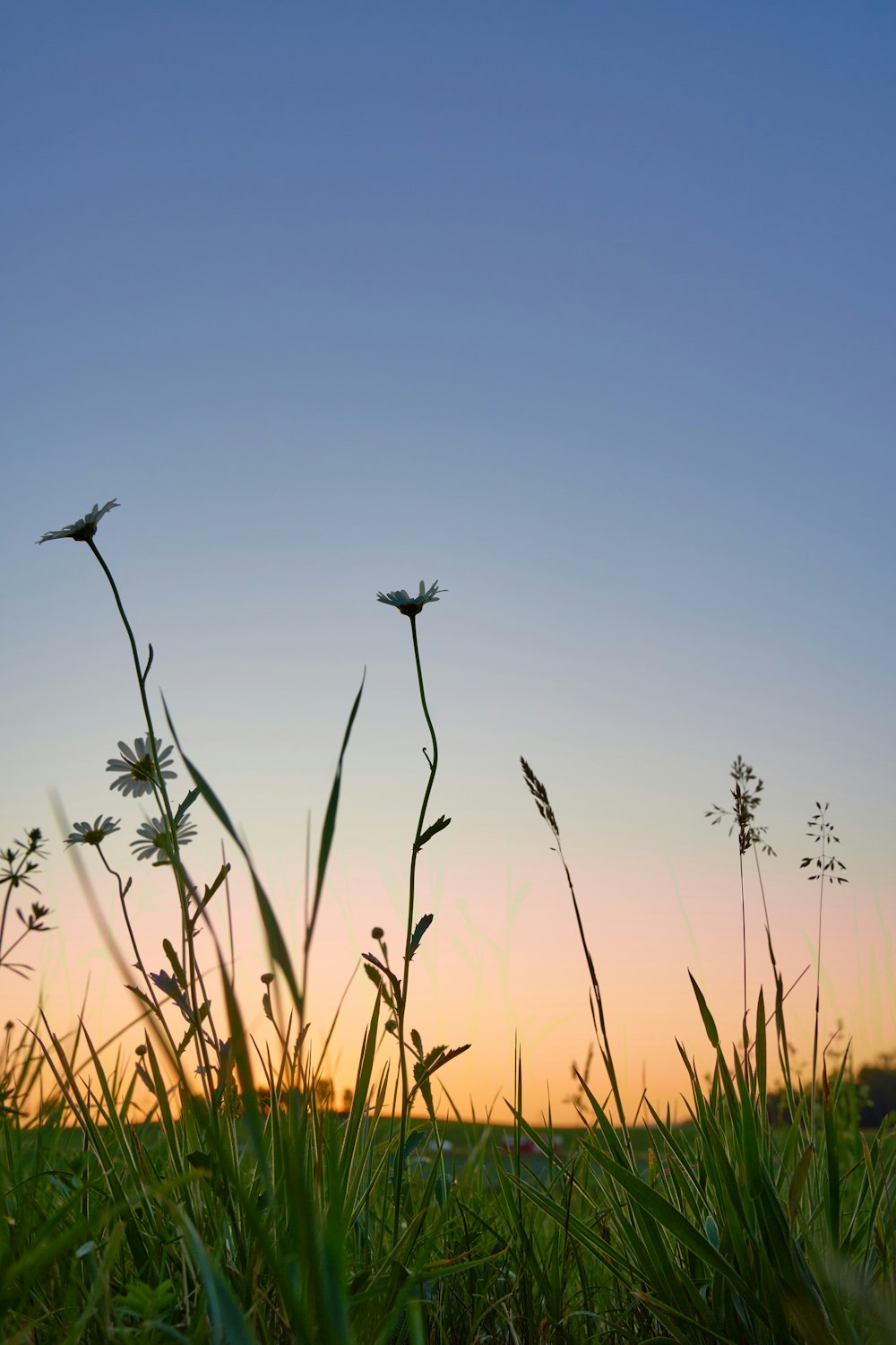 the sun is setting over a field of tall grass