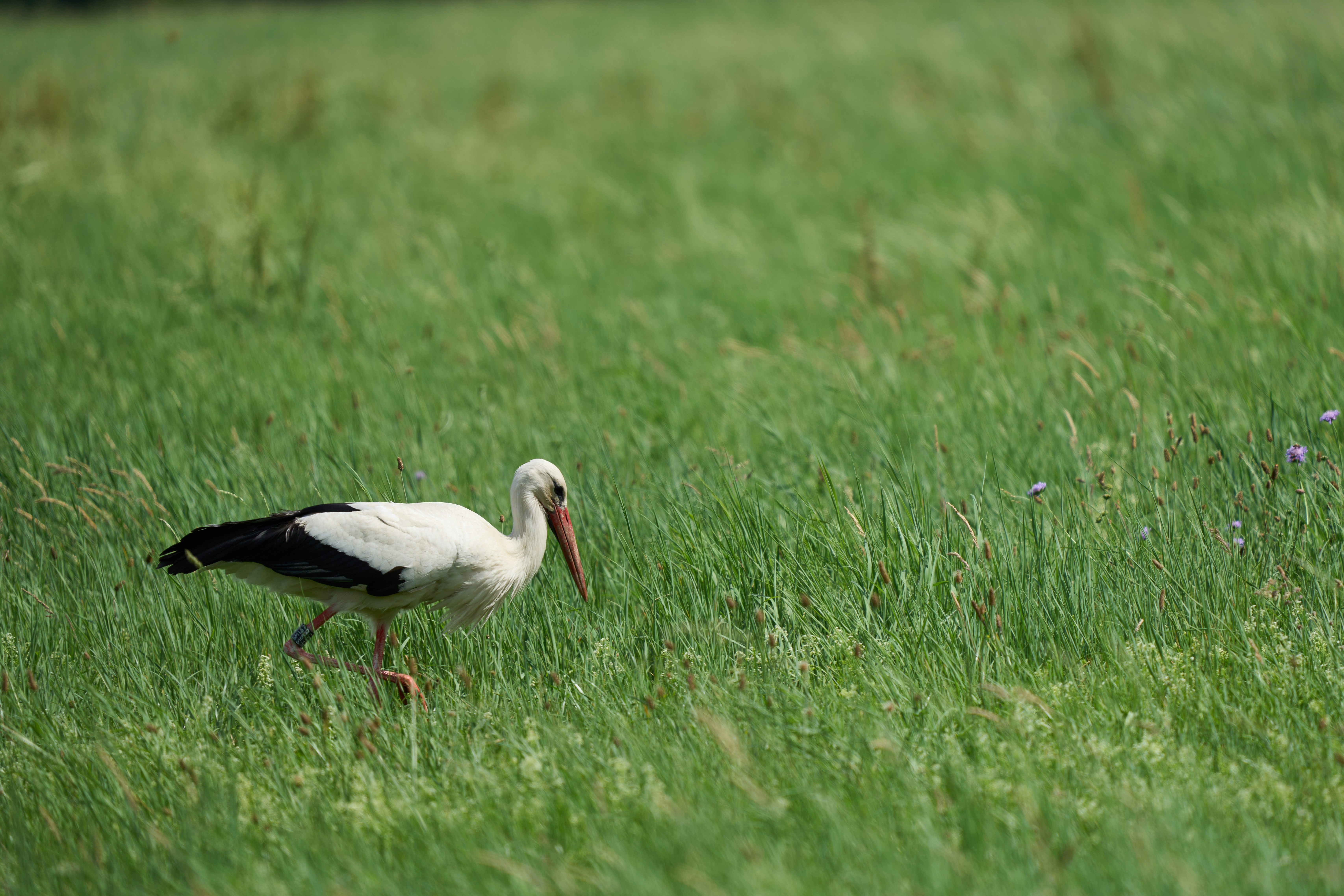 Photo by wolfgang_hasselmann