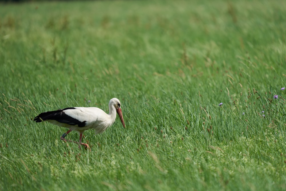 a black and white bird standing in a grassy field