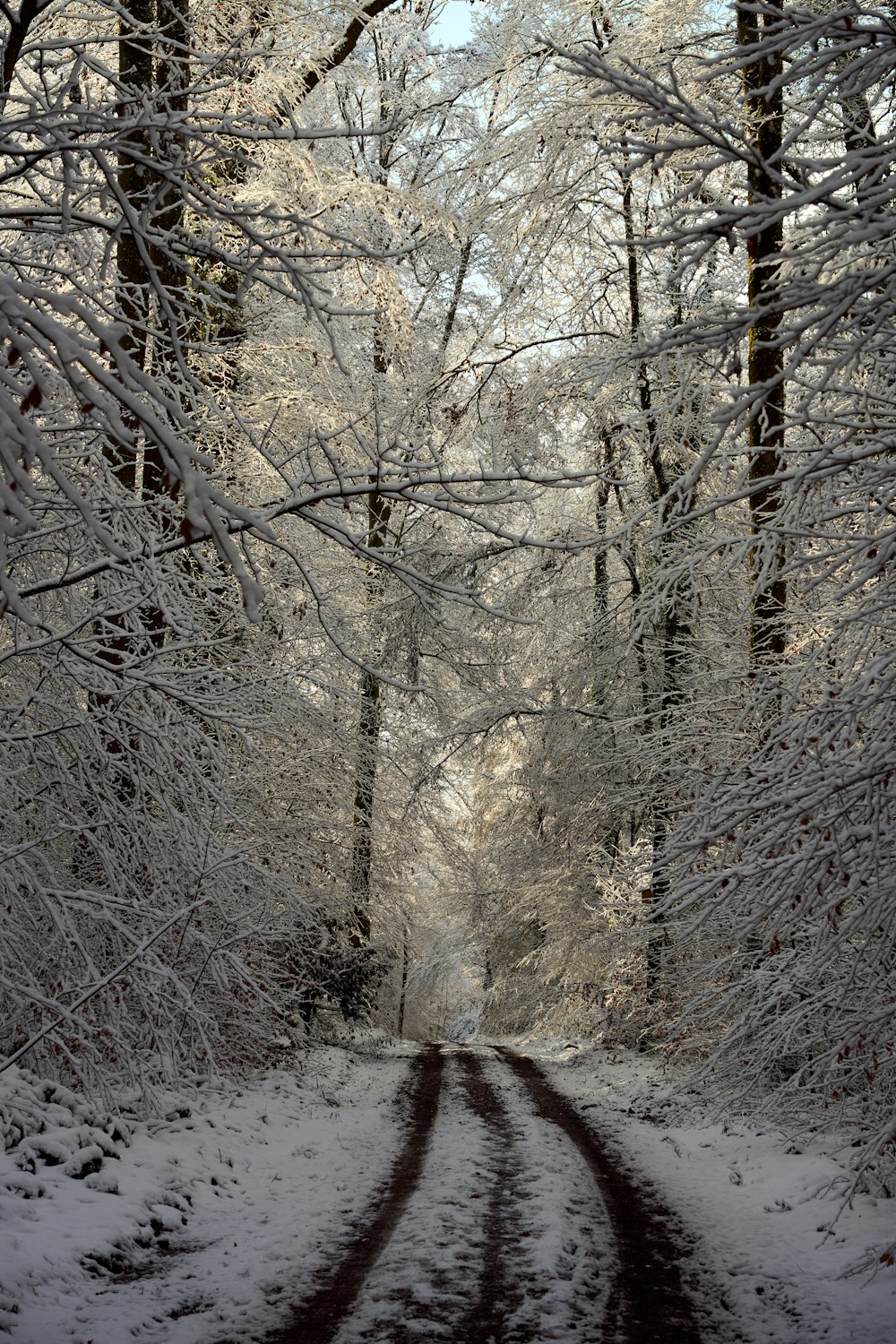 a snow covered road surrounded by tall trees