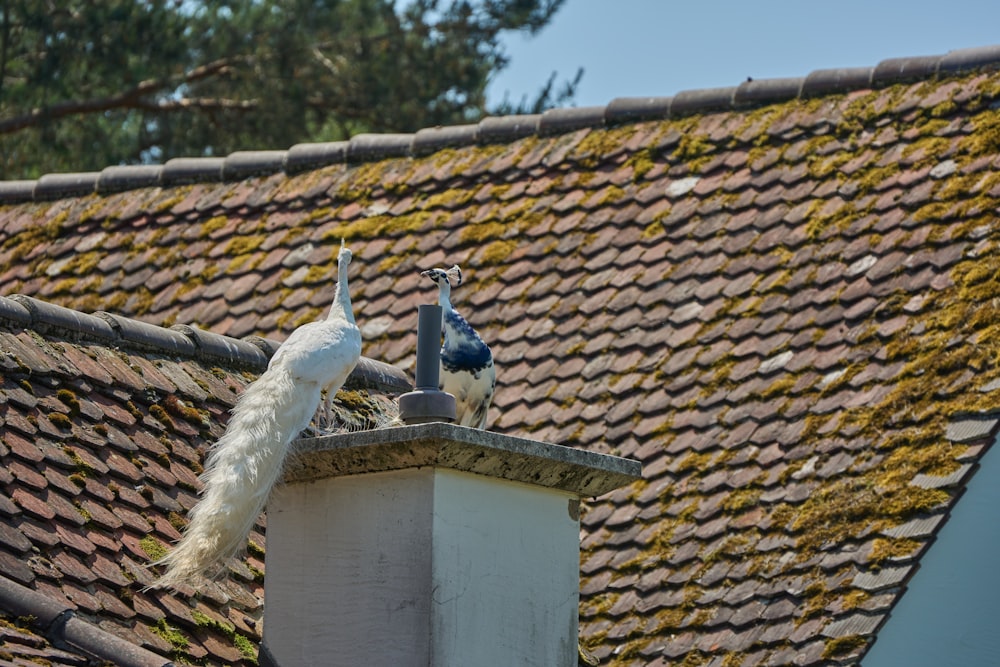 a couple of birds sitting on top of a roof