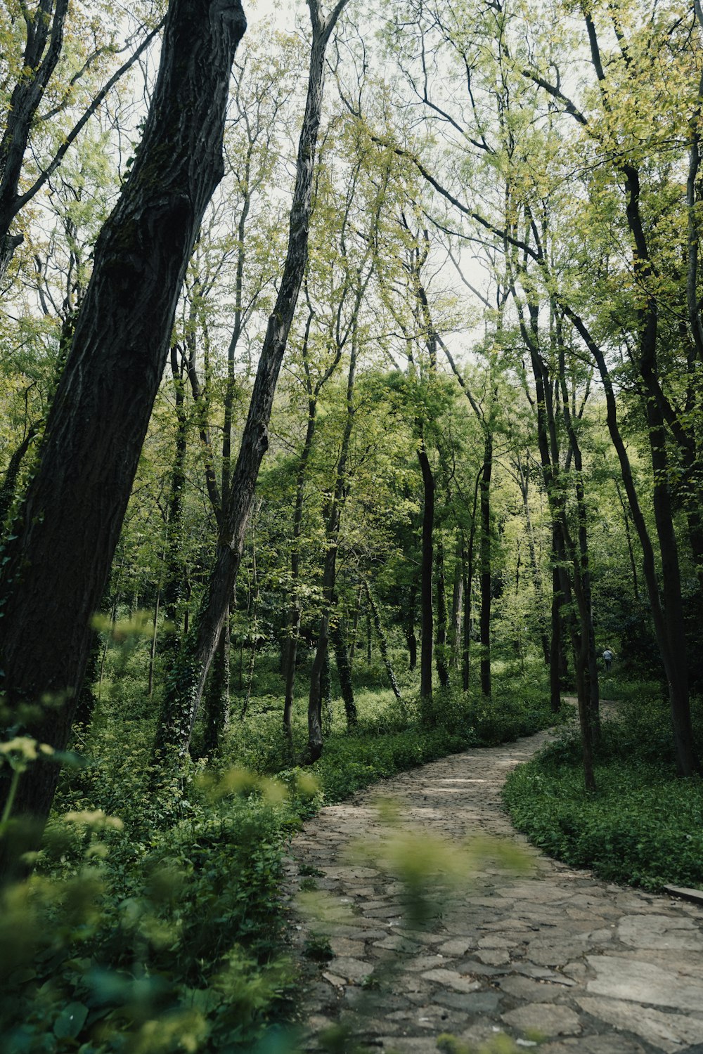 Un sentiero in mezzo a un bosco con molti alberi