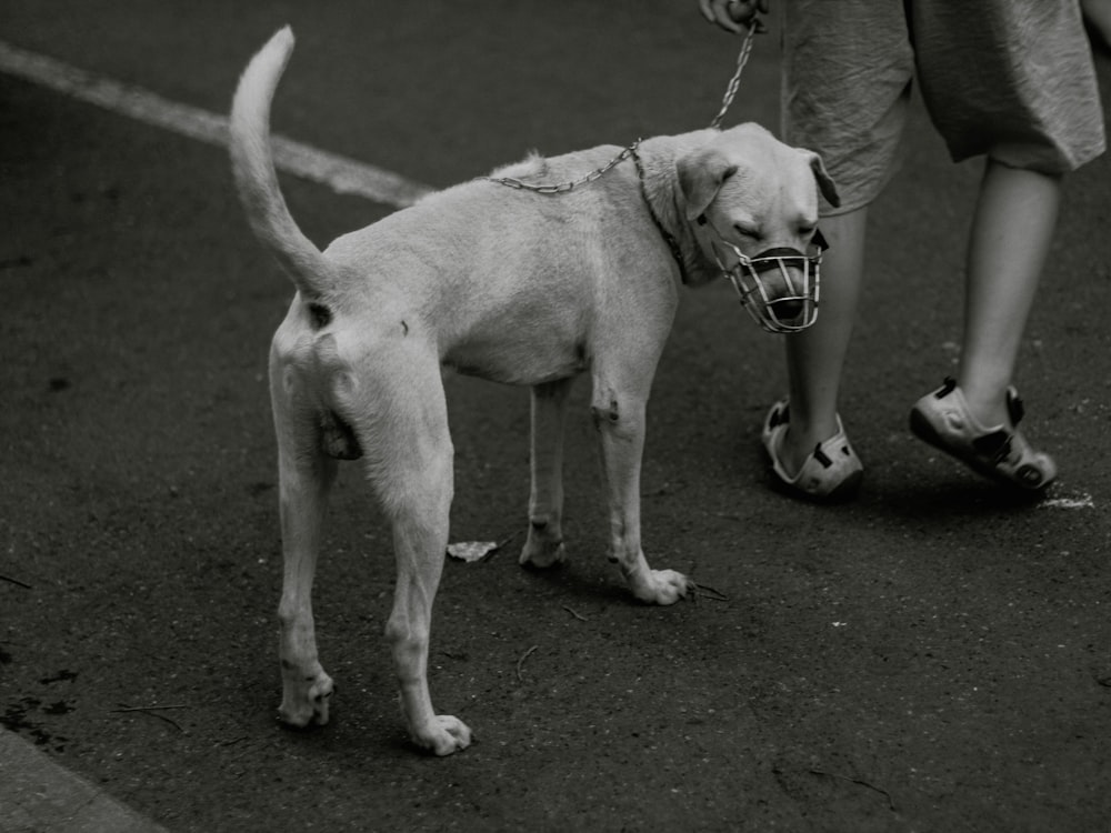 a black and white photo of a dog on a leash