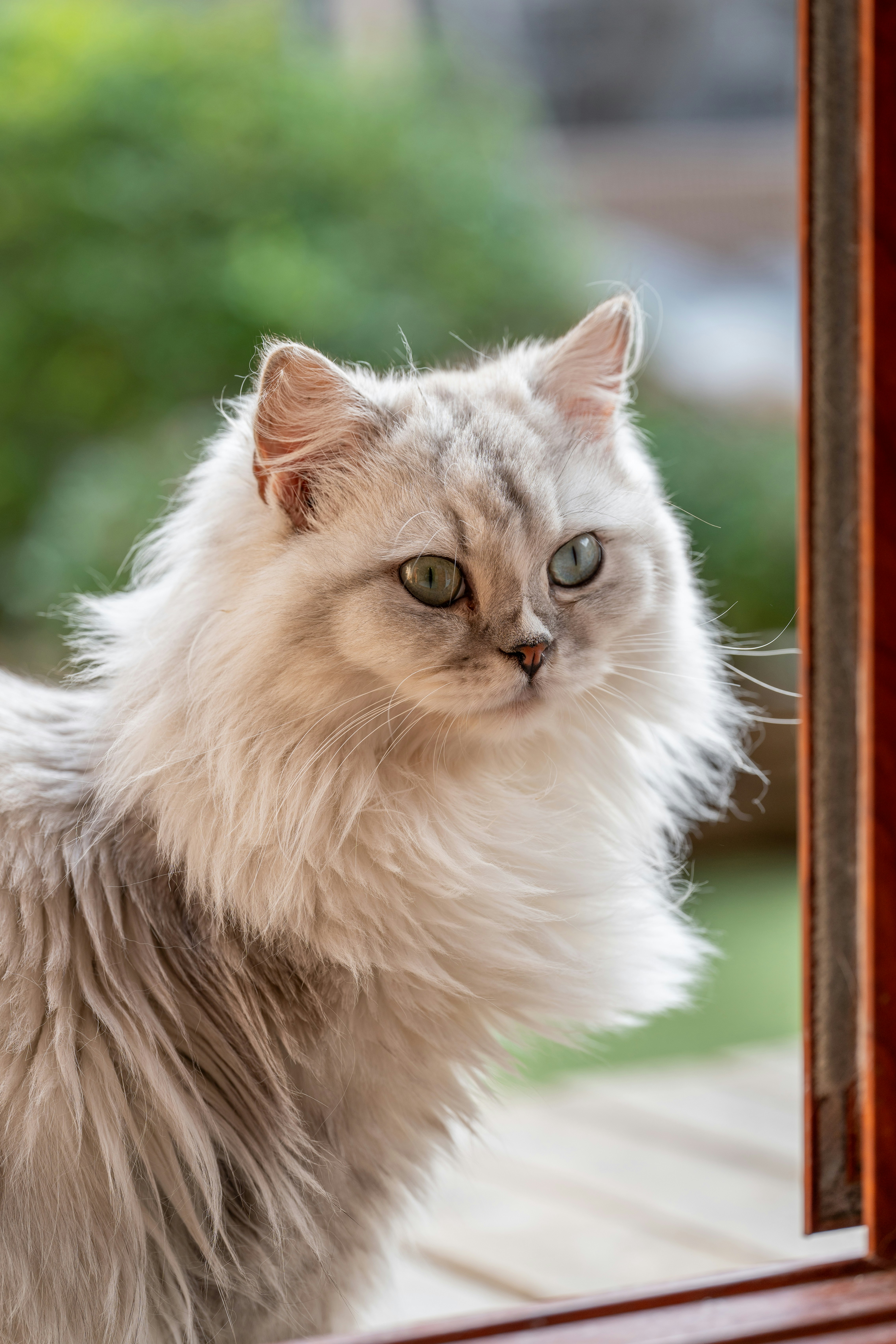 un chat blanc duveteux qui se regarde dans un miroir