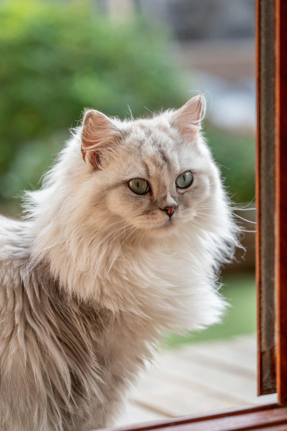 a fluffy white cat looking at itself in a mirror