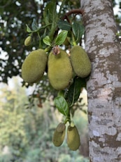 Premium Quality Jackfruit Exporters from India 