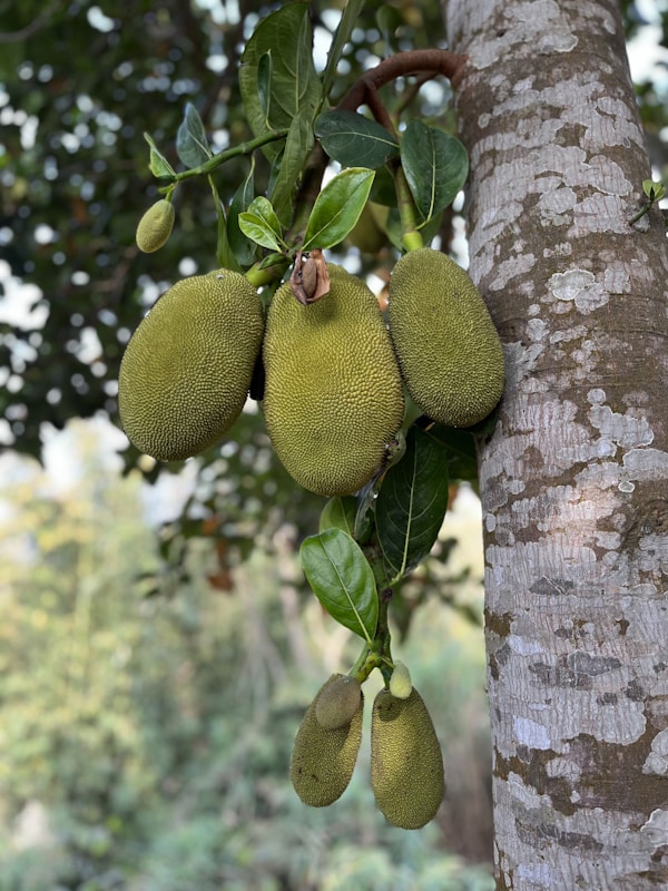 A bunch of green fruit hanging from a tree