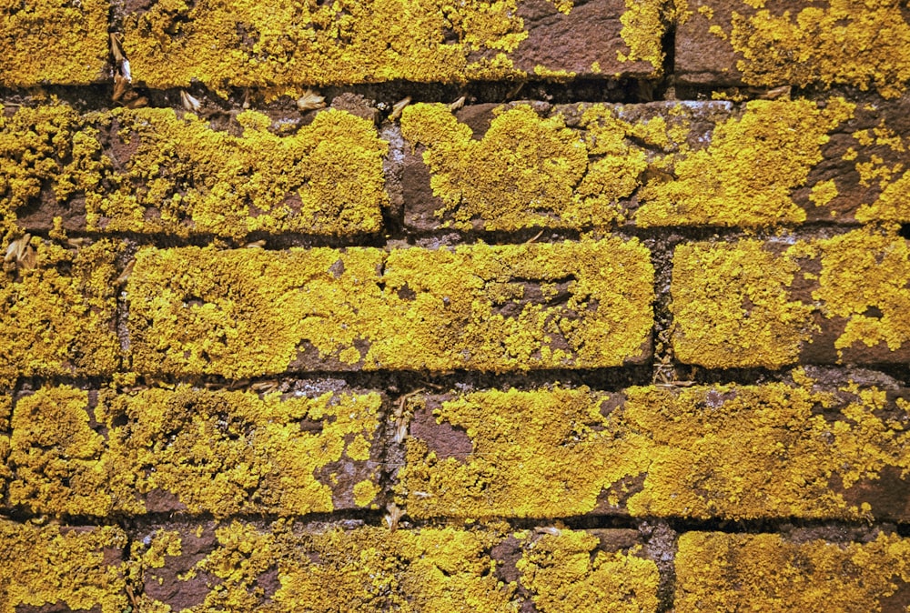 a close up of a brick wall with yellow moss growing on it