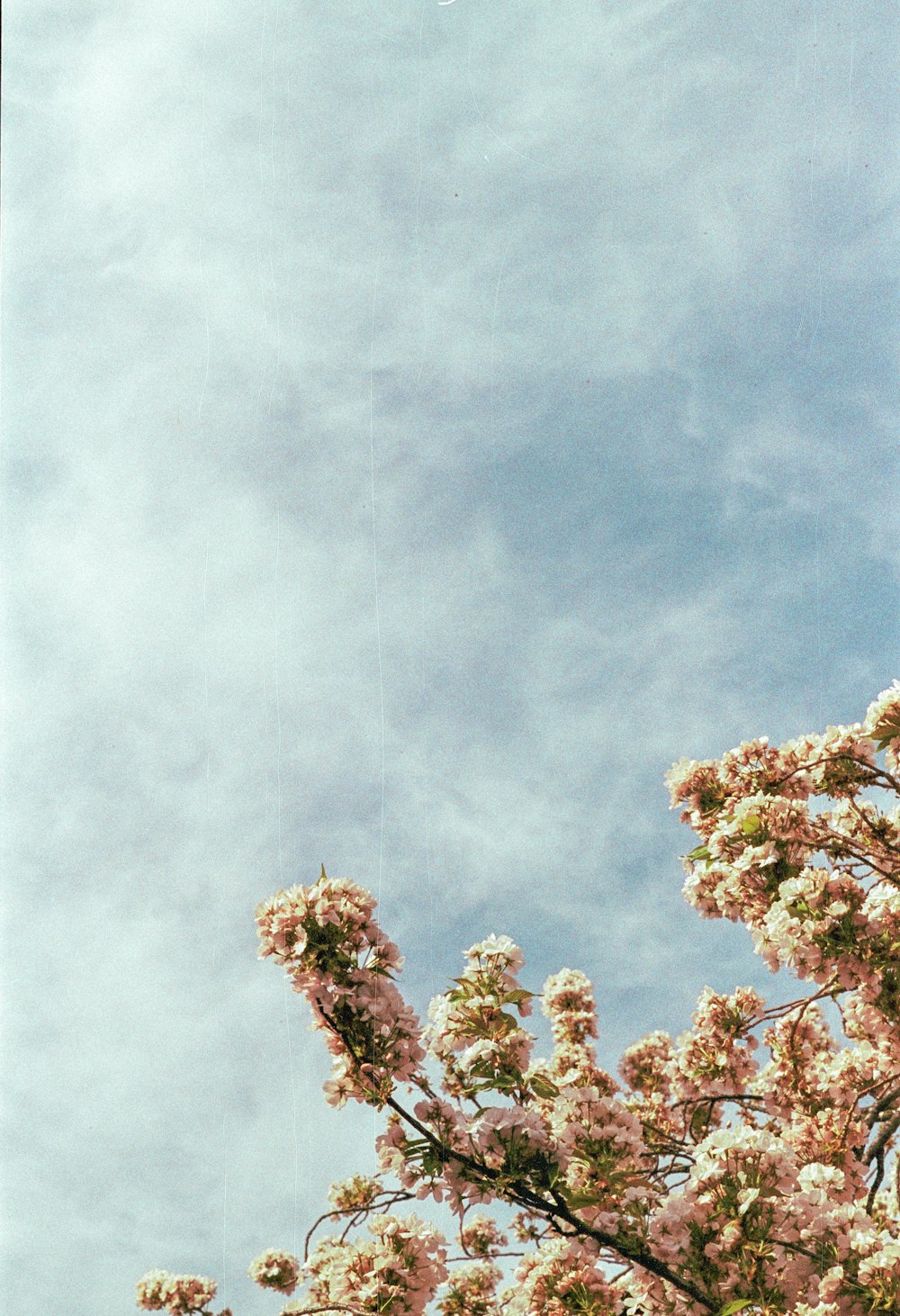 a kite flying high in the sky above a tree