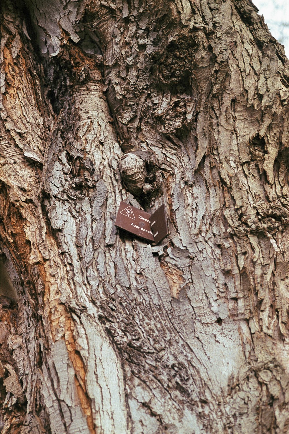 a tree with a sign attached to it