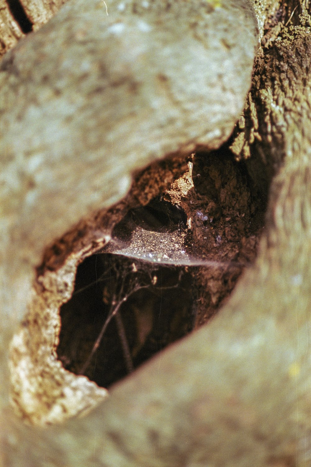 a close up of a tree trunk with a spider crawling in it