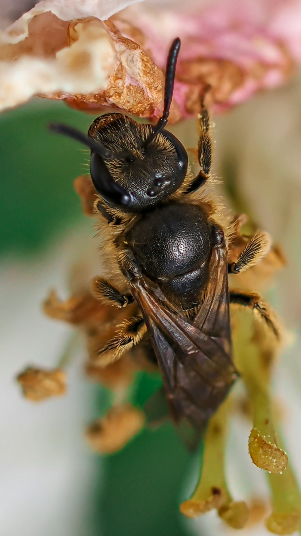 a close up of a bee on a flower